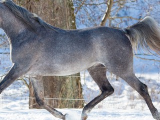 Слагалица #10700